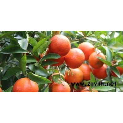 云南供应东方红柑橘苗｜云南东方红柑橘苗批发多少钱｜云南东方红柑橘苗基地