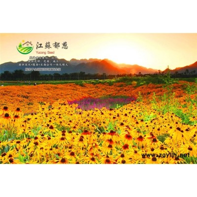 半枝莲种子-硫化菊种子种子哪里有卖的-买一送一