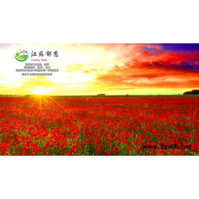 重阳木种子-楠木种子哪里有卖的-认证企业