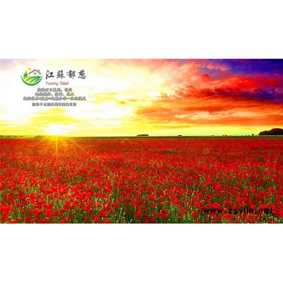 千日红种子-美女石竹种子一般多少钱一斤-买一送一