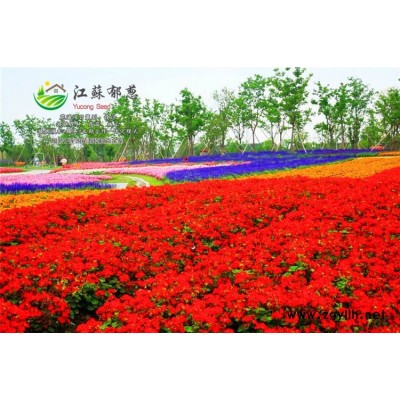 红瑞木种子-菠菜种子种植技术方法-免费试钟