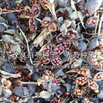 赤芍种子种植基地批发,油用赤芍籽价格