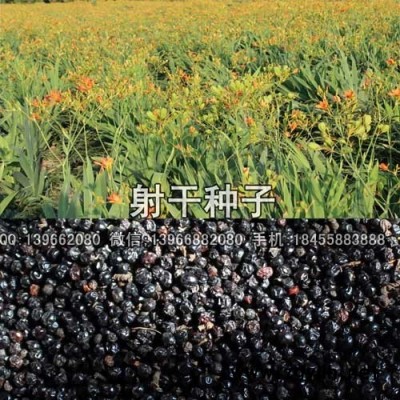射干种子种植基地批发,药用黄花射干种子价格