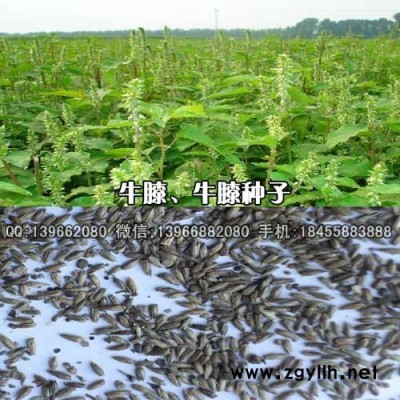 牛夕种子种植基地批发,怀牛膝籽价格
