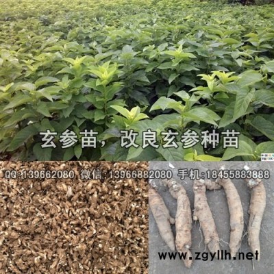 玄参种苗种植基地批发,改良香蕉形玄参苗价格