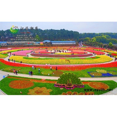暴马丁香种子种植技术方法...免费试钟