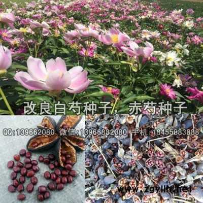 二年赤芍种苗,二年赤芍苗批发,两年赤芍芽子价格