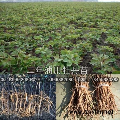 二年牡丹苗,二年牡丹苗批发,两年牡丹苗价格