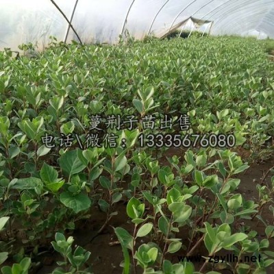 蔓荆子种苗价格批发