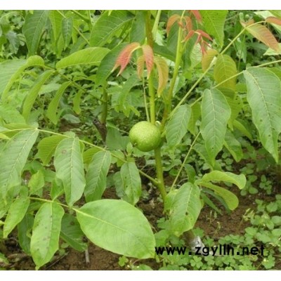 重庆核桃树苗品种，重庆核桃树苗特点，重庆核桃树苗种植