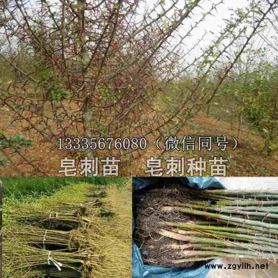 皂刺苗,皂角刺苗价格,皂刺种植技术