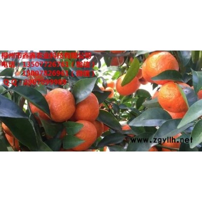 河源哪里有苗木金秋早熟沙糖桔卖