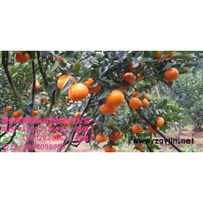 河源哪里有茂谷柑苗基地