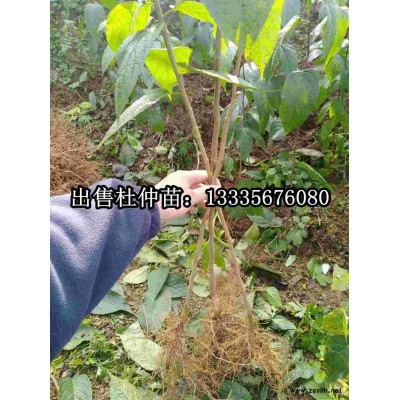 一年生杜仲苗价格零售