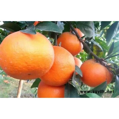 四川大雅柑2号苗基地，四川大雅柑2号苗价格