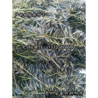 亳州板蓝根种子公司电话