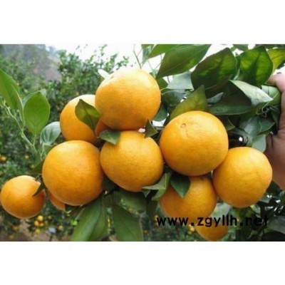 铜仁哪里供应果苗