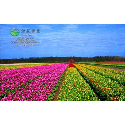 蒲公英种子哪里有卖的...认证企业