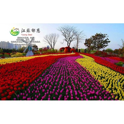 桧柏种子种植技术方法...高发芽率