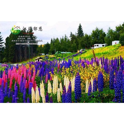 蓍草种子-杉木种子一般多少钱一斤-免费试钟