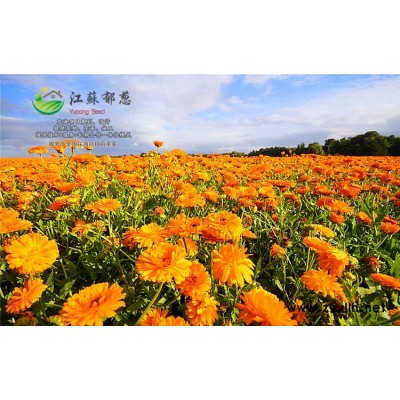 混播草种子-红色虞美人种子种植技术方法-免费试钟