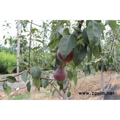 锦州哪里有夏玉梨苗,玉冠梨苗值得信赖