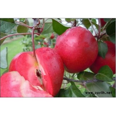 沧州柱状苹果苗查看厂家现货