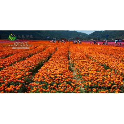 粉花鼠尾草种子-草莓种子价格-免费试钟