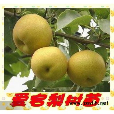 萍乡哪里有金阳蜜4号梨苗,专业培育梨苗市场报价
