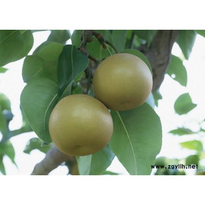 临沂哪里有新梨7号梨苗,梨树小苗基地价格