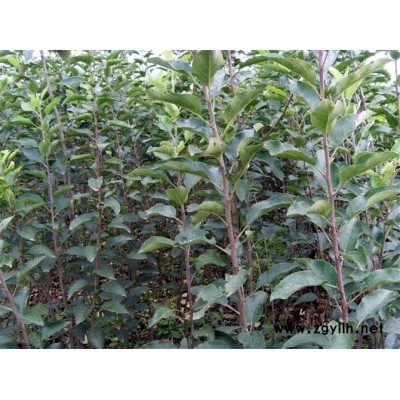 张家界潮巅1号苹果苗基地现货出售