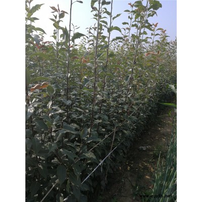 郴州哪里有香红梨苗,早熟特大红巴梨苗基地