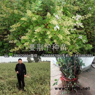 蔓荆子种苗,单子叶蔓荆子苗批发,蔓荆子扦插苗价格