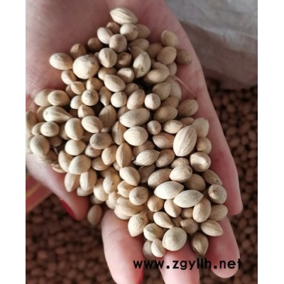 流苏种子产地供应种植经验丰富