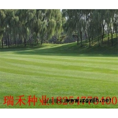 绿化花草坪种子品种价格大全绿化草种子批发价格
