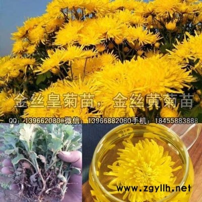 金丝黄菊扦插苗种植GAP基地,金丝皇菊种苗价格批发厂家