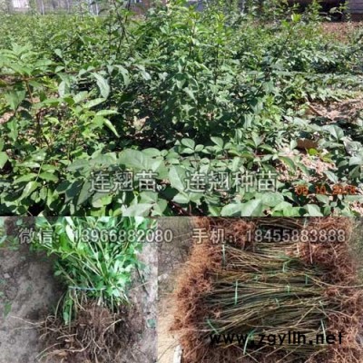 连翘种苗种植基地批发,药用连翘树苗价格