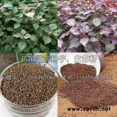 紫苏种子,药用油紫苏籽批发,紫苏苗价格