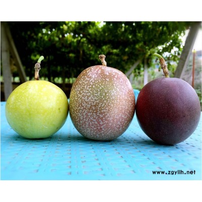 福建昊玥源生态农业百香果及百香果苗