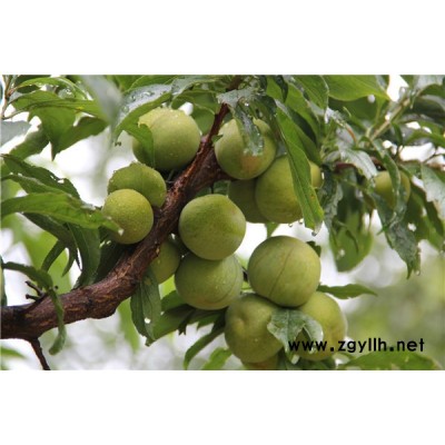 四川成都青脆李苗基地，四川成都青脆李苗价格