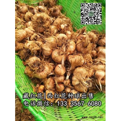 西红花种苗 西红花苗价格