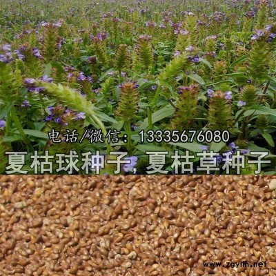 夏枯球种子亩用量 夏枯草种子价格