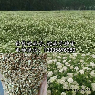 蛇床子种子价格