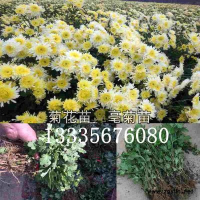 药用菊花苗\亳菊菊花苗\食用菊花苗\亳菊苗