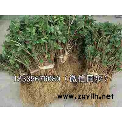 金银花苗\四季金银花苗