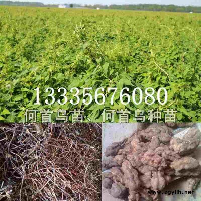 何首乌种子\何首乌秧苗\何首乌苗价格