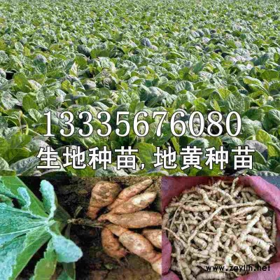 地黄苗/地黄种苗批发/地黄芽/生地种苗