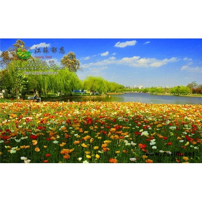 白桦种子种植技术方法...高发芽率