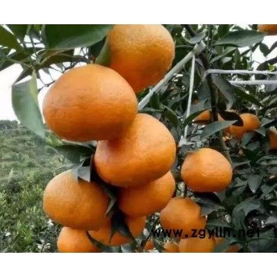 四川大雅柑2号苗价格，四川大雅柑2号苗批发