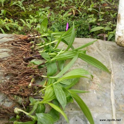 贵阳观山湖区哪里有白芨种植基地？中农研究院白芨种植示范基地